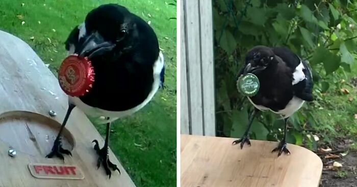 Guy builds bird feeder that accepts bottle caps for food. Magpies love it.