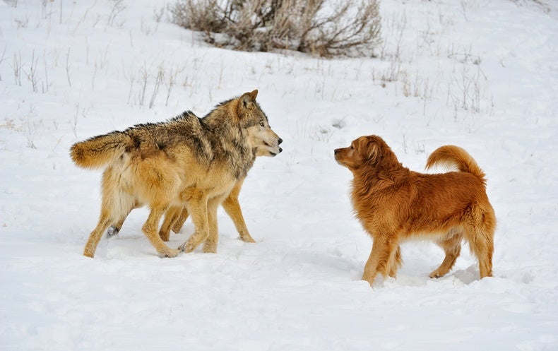 Excess protein enabled dog domestication during severe Ice Age winters