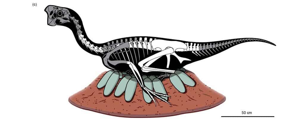 Fossil find contains a dinosaur sitting on an entire clutch of eggs