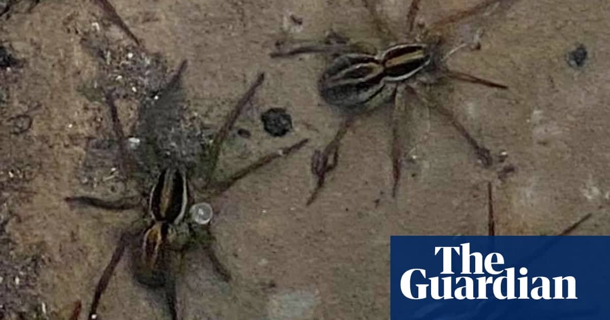 Swarms of spiders flee into homes to escape NSW floods