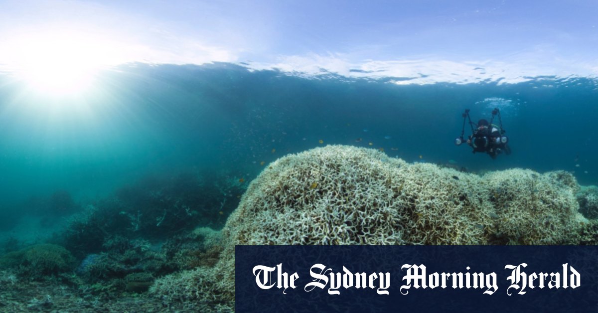 Barrier Reef doomed as up to 99% of coral at risk, report finds