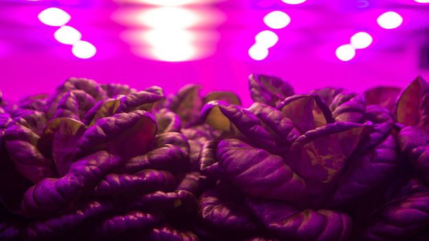 A man growing lettuce for space station salads