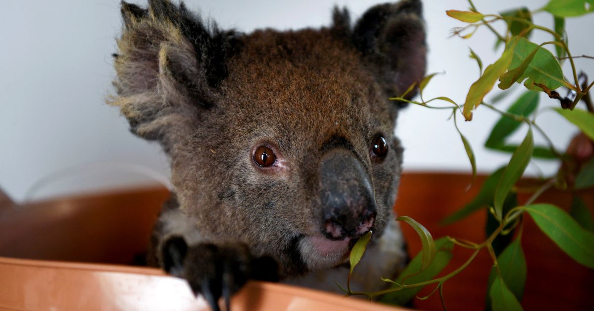 Australia has lost one-third of its koalas in the past three years