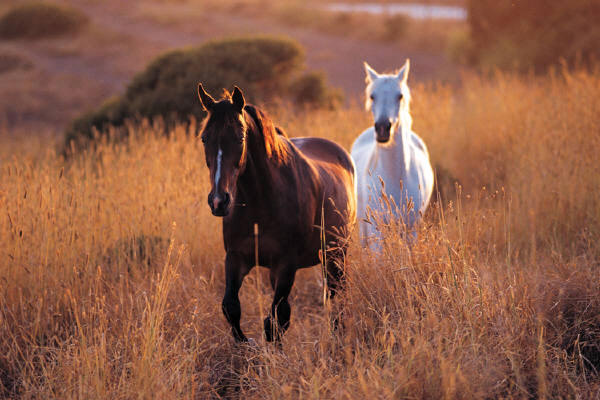 All Horses Are the Same Color