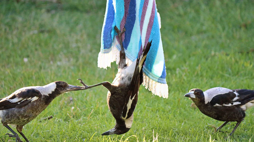 Magpies have outwitted scientists by helping each other remove tracking devices