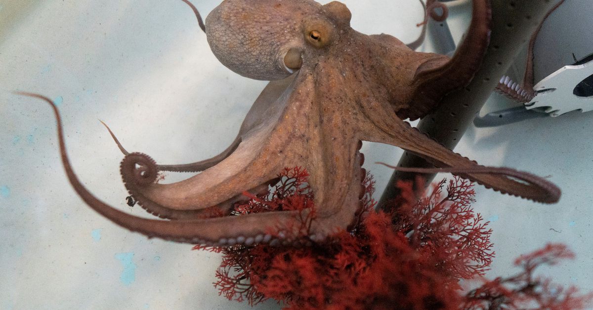 World’s first octopus farm stirs ethical debate