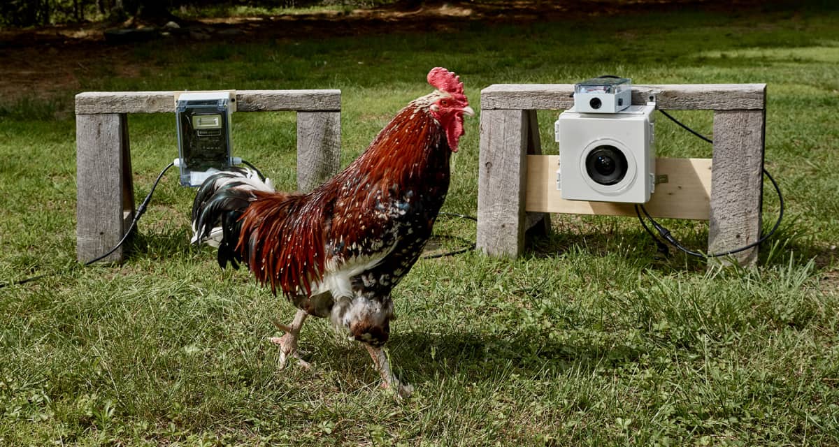 Photos of chickens, taken by chickens