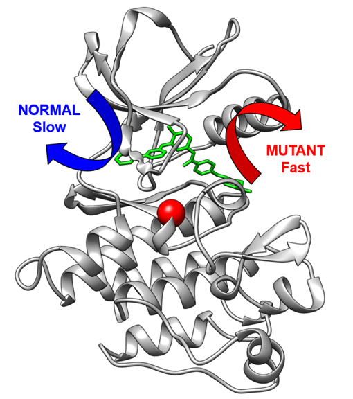 Computer Simulations of Proteins Help Unravel Why Chemotherapy Resistance Occurs