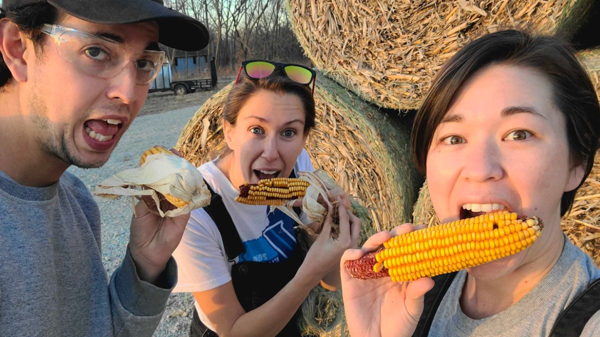 Corn Cobs: Fuel of Nightmares