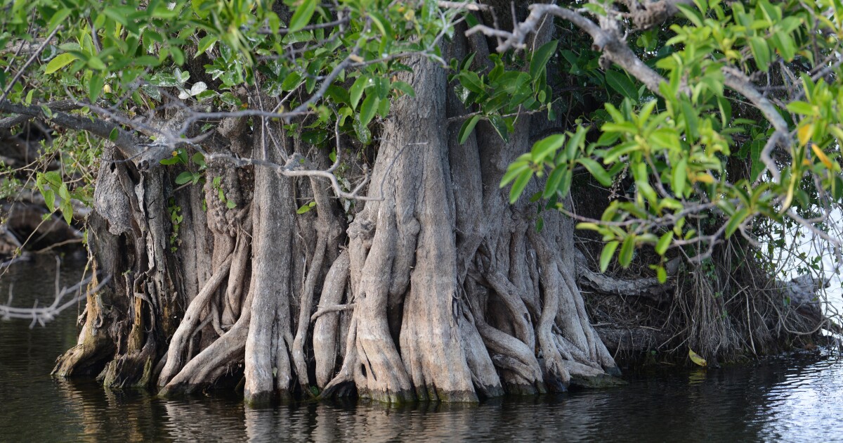 The Benefits of Mangroves (2023)