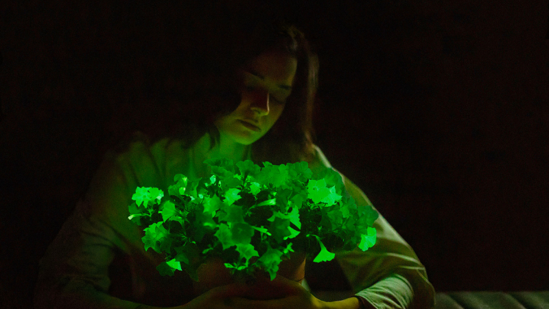 Bioluminescent petunias now available for U.S. market