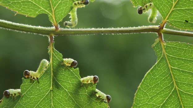 Let insects eat your plants