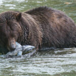 One pioneering grizzly and her two cubs appear on Vancouver Island