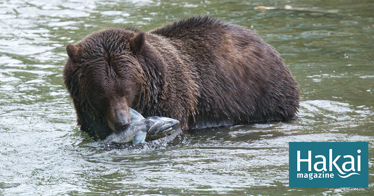 One pioneering grizzly and her two cubs appear on Vancouver Island