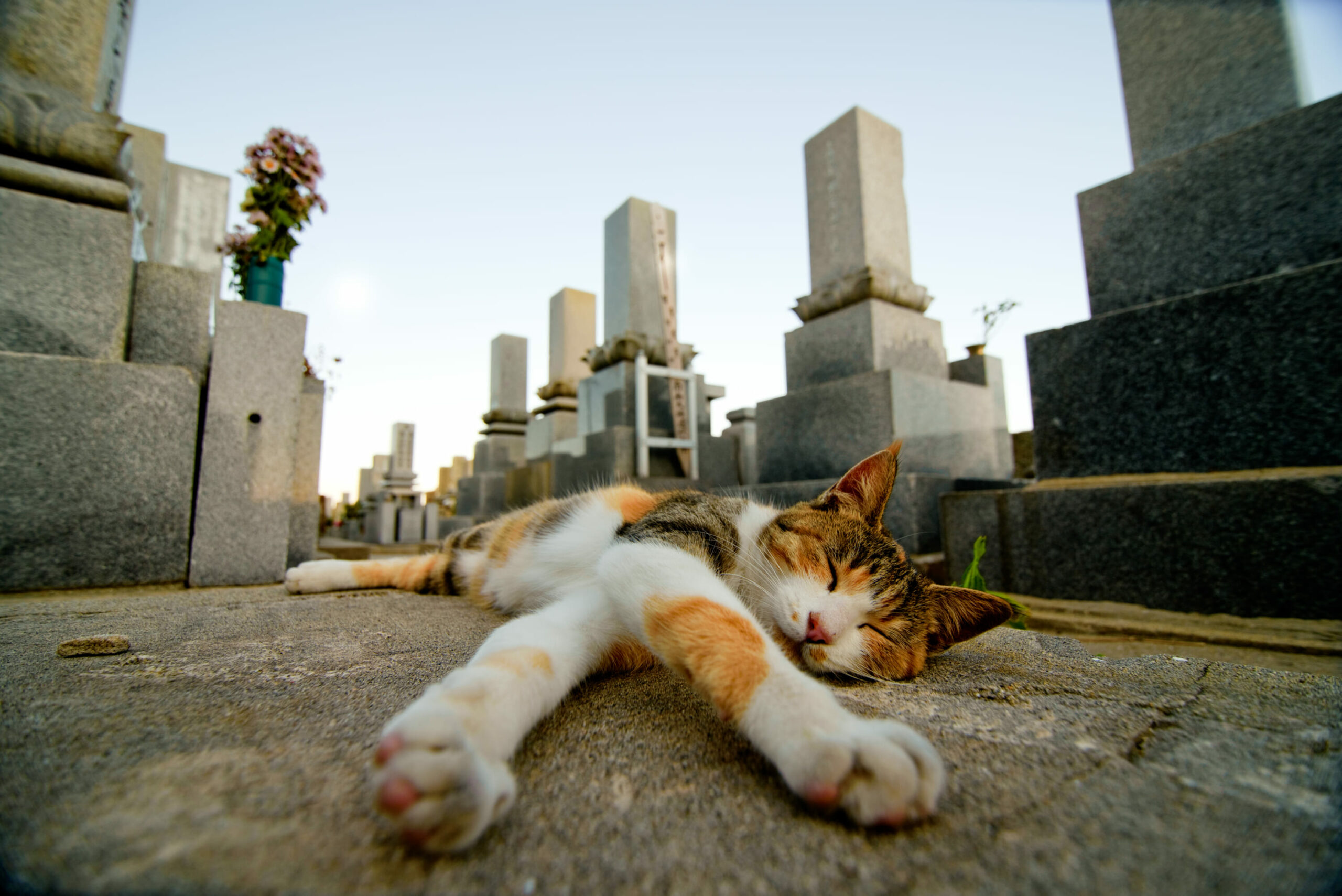 Japan’s Cat Island won’t survive much longer