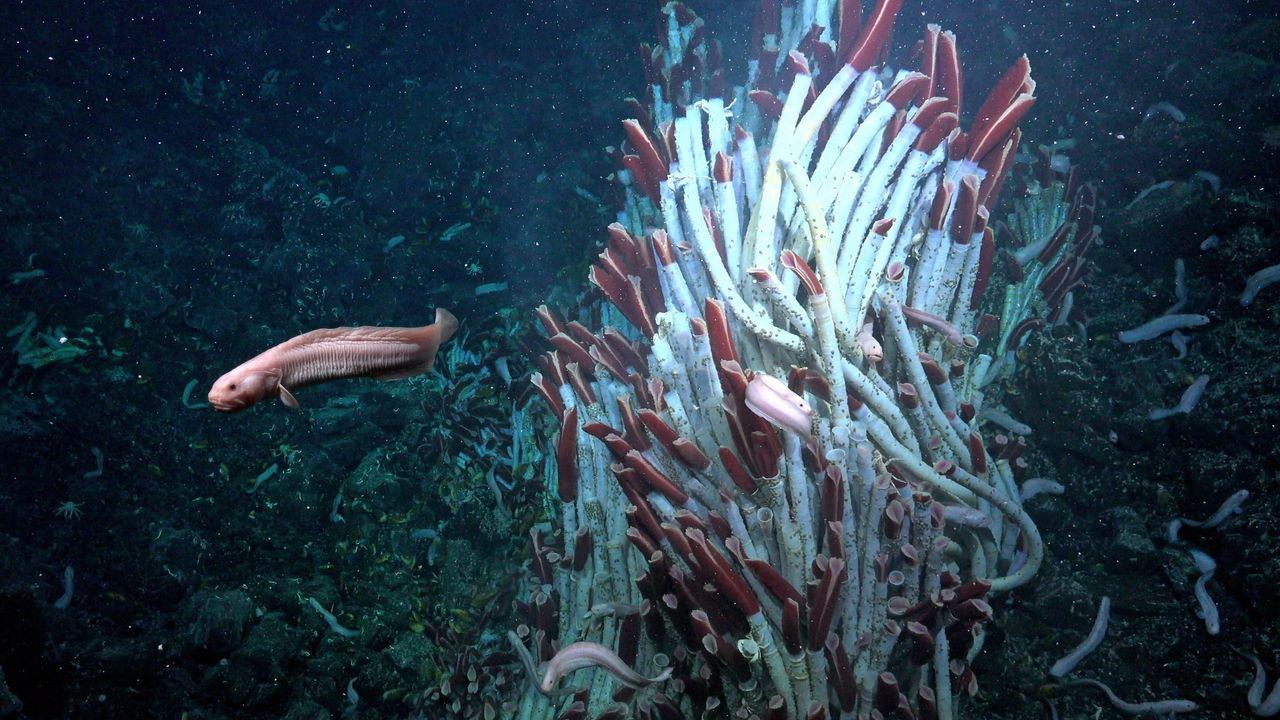 Tubeworms live beneath the planetary crust around deep-sea vents