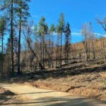 US Forest Service decision to halt prescribed burns in ca is history repeating