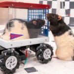 Rats Learned to Drive–and They Love It