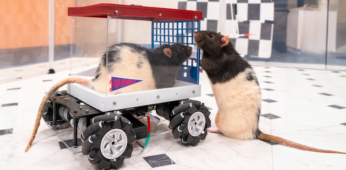 Rats Learned to Drive–and They Love It