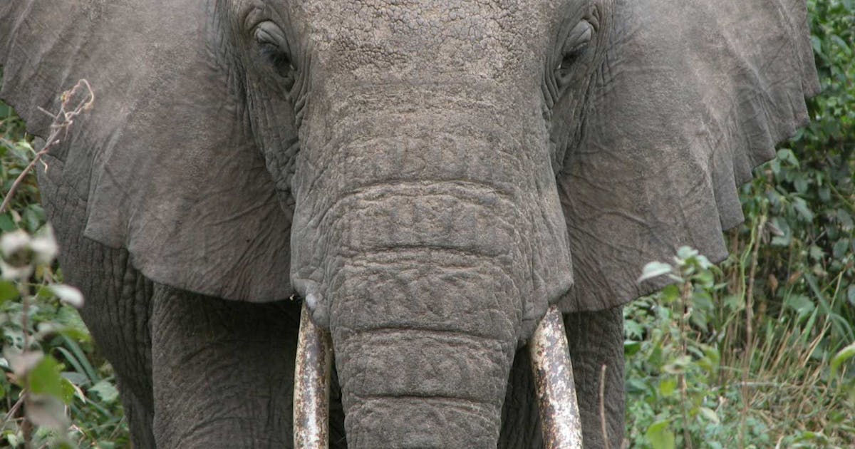 PostgreSQL Support for Certificate Transparency Logs Now Available