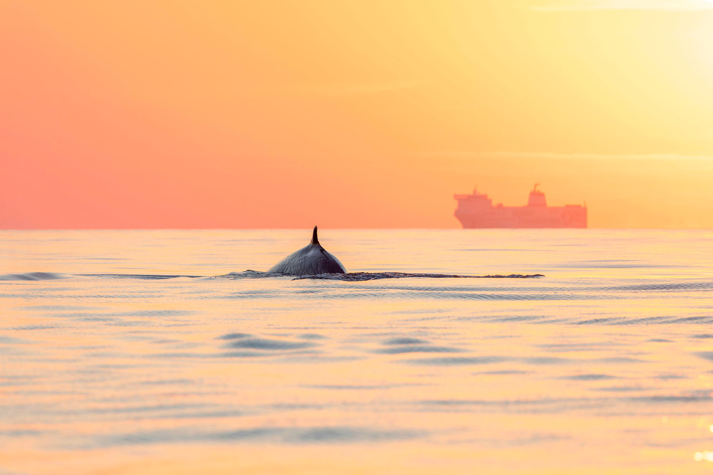 Ping, You’ve Got Whale: AI detection system alerts ships of whales in their path