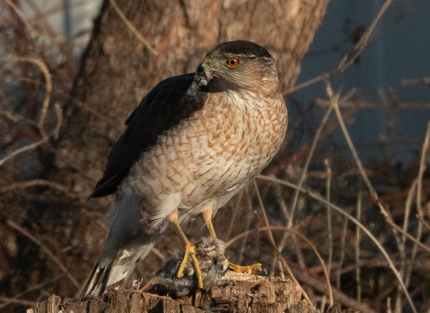 How a hawk learned to use traffic signals to hunt more successfully