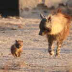 Photographing the rare brown hyena stalking a diamond mining ghost town
