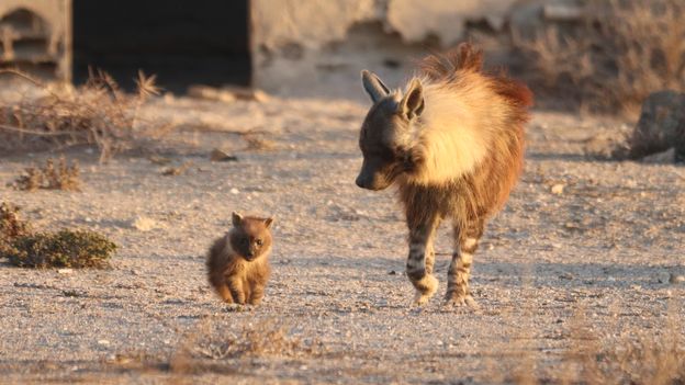 Photographing the rare brown hyena stalking a diamond mining ghost town