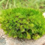 Moss Survives 9 Months in Space Vacuum