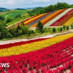 Japan’s gamble to turn island of Hokkaido into global chip hub