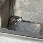 I wanted to build vertical SaaS for pest control, so I took a technician job