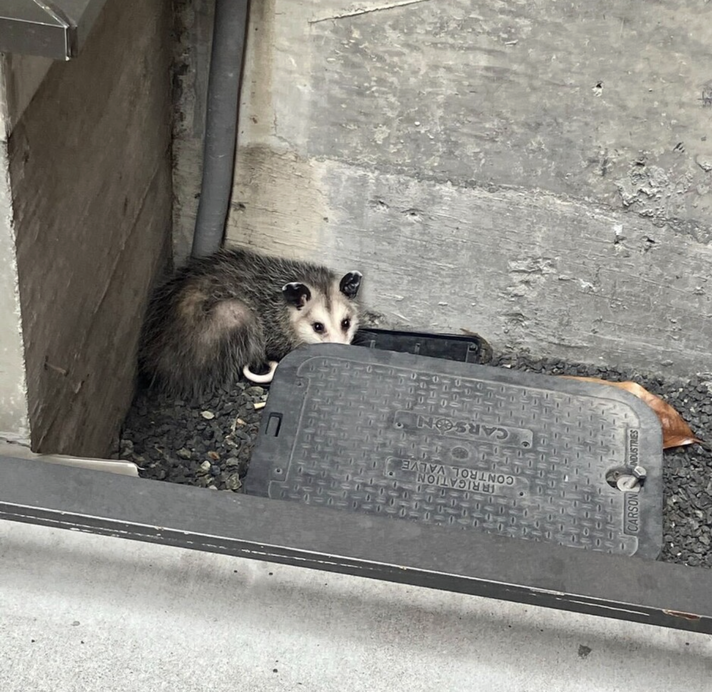 I wanted to build vertical SaaS for pest control, so I took a technician job