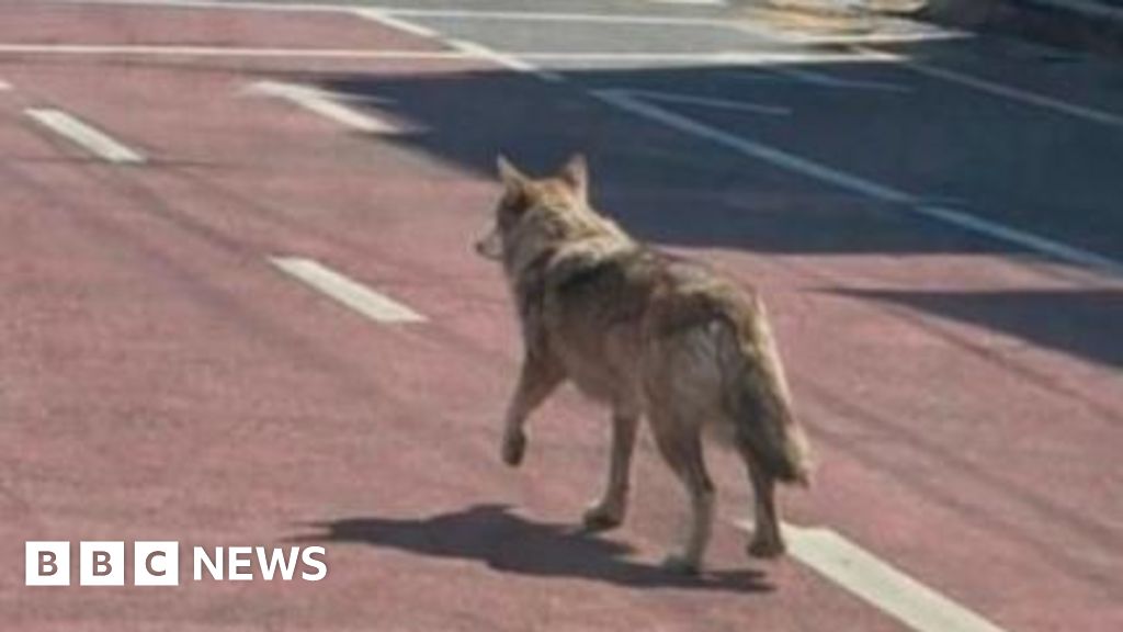 S. Korea police arrest man over AI image of runaway wolf that misled authorities