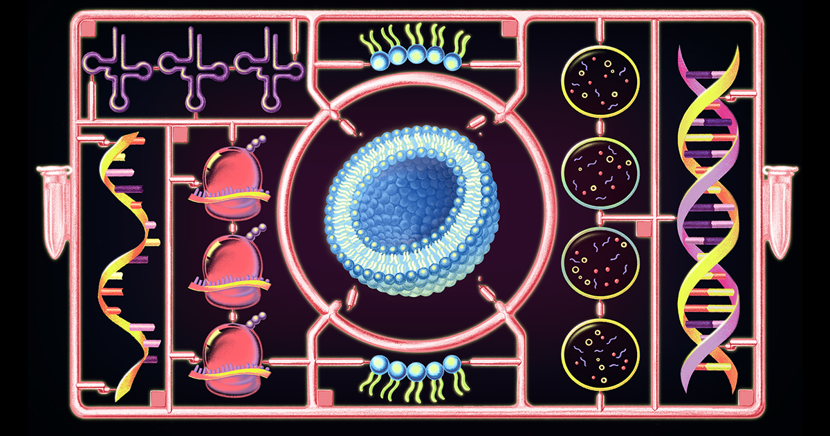 For first time, a cell built from scratch grows and divides