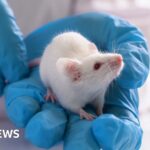 Part-human part-mouse brain developed in science breakthrough